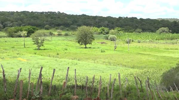 Seca verde afeta agricultores no Sul do Piau&iacute;.(Imagem: TV Clube)