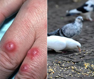 Ciência Viva explica por que não se deve alimentar pombos