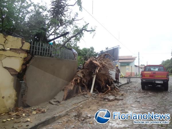 Chuva derruba árvore centenária em Floriano.(Imagem:FlorianoNews)