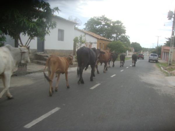 FLAGRA: Animais em pleno centro de Floriano(Imagem:reda&ccedil;&atilde;o)