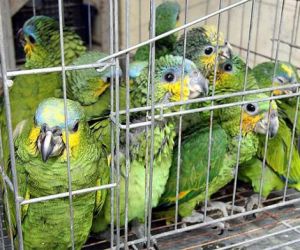 Projeto para combater tráfico de animais silvestres é lançado nas escolas