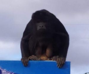 Macaco bugio ataca duas mulheres e uma criança no Sul do Piauí