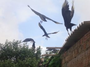 Moradores do bairro Catumbi fazem denuncia. Veja fotos!