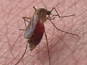 Piauí está na lista dos estados que podem ter uma epidemia de Dengue