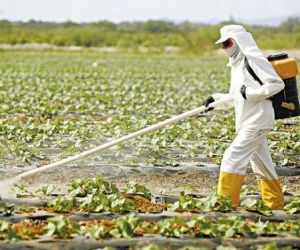 Pesquisa indica que não há dose segura de agrotóxico