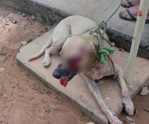 Idoso é preso em flagrante suspeito de atirar com espingarda em cachorro no Sul do Piauí