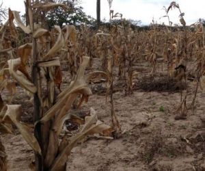 Atrasos no pagamento do Garantia Safra prejudicam agricultores de Floriano