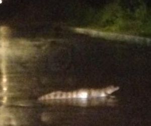 Internauta flagra jacaré em avenida no campus da UFPI em Teresina