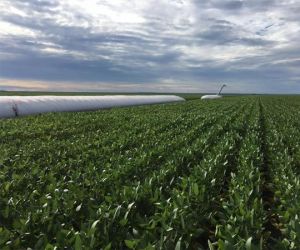 Conab prevê aumento da área plantada de grãos no Piauí para safra 19/20