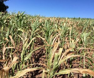 Produção agrícola do Piauí amarga queda de 53% em um ano, mostra IBGE