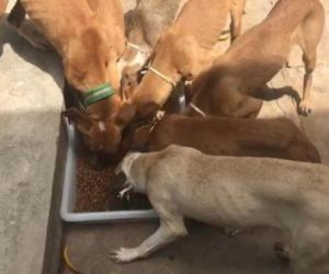 Protetores de animais são suspeitos de intimidar médica que adotou 11 cães abandonados no PI
