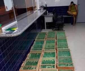 Condutor informou que havia abelhas dentro de caixas, diz B Oliveira sobre apreensão de aves