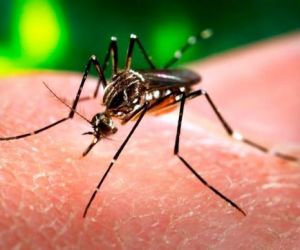 Piauí registra aumento de 740,4% de casos prováveis de chikungunya