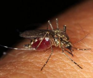 Vírus da Zika agora também pode infectar tecidos cerebrais