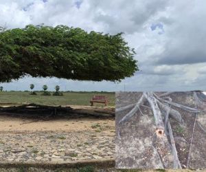 Crime ambiental: Árvore Penteada tem raízes cortadas e passará por perícia