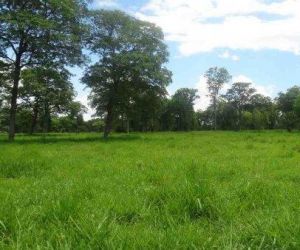 Governo fixa valor de hectare para venda de terras públicas