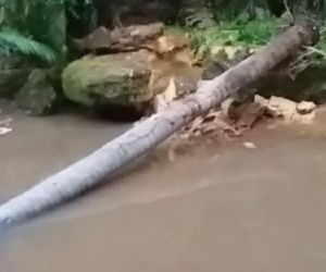 Jovem morre após ser atingida por palmeira durante chuva no Piauí