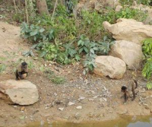 Lagoa dos primatas seca e macacos fogem do Zoobotânico