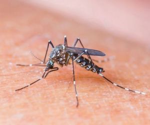 Incidência de chikungunya reduz 92,3% no Piauí, diz Saúde