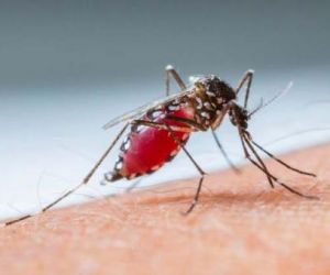 No Piauí, 58 cidades entram na lista de vacinação contra febre amarela