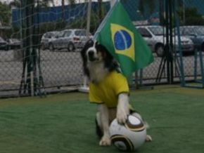 Cão Fenômeno vai à Copa da África representar o Brasil