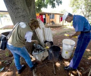 Casos de Chikungunya caíram 90% no Piauí e dengue 65%