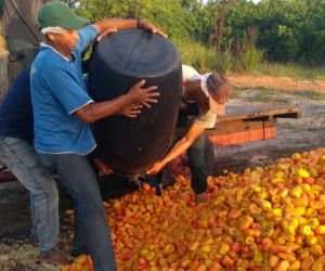 Produtor perde cinco toneladas de caju por falta de energia para produção de cajuína