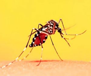 Piauí tem 58 áreas de risco para transmissão de Febre Amarela; Sesapi emite alerta