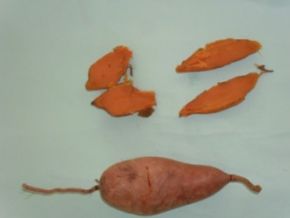 Colégio Agrícola de Floriano realiza experimentos com batata doce