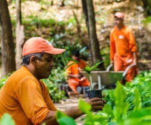 Projeto resgata árvores frutíferas em praças para evitar extinção
