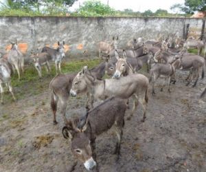 Polícia Rodoviária Federal recolheu animais em rodovias que cortam Floriano