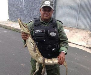 Jacaré surge no meio da rua e assusta moradores na Zona Sul de Teresina