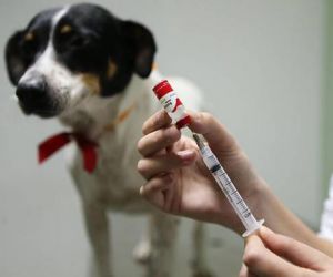 Quatro cães morrem após vacina contra raiva e Ministério da Saúde será notificado