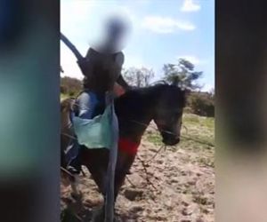 Domador de cavalo é intimado por maus-tratos após denúncia