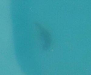 Ladrão morre após ser baleado e cair em piscina