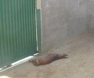 Bandidos matam cão de guarda e levam R$220 em Agricolândia
