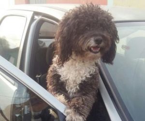 Transporte irregular de animais em carrros gera multa