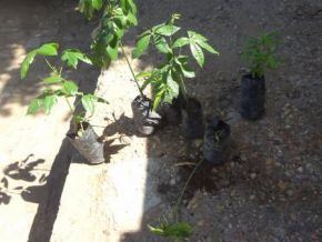 Prefeitura de Barão de Grajaú irá comemorar o Dia da Árvore com plantio de mudas