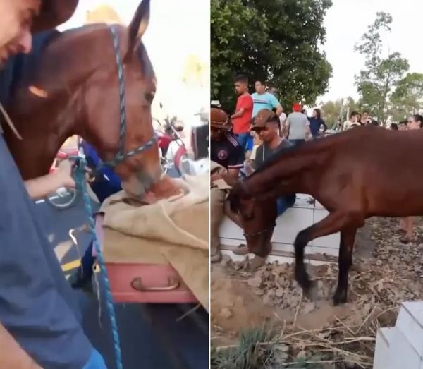Cavalo acompanha vel&oacute;rio e sepultamento de vaqueiro de 16 anos morto em competi&ccedil;&atilde;o no Piau&iacute;.(Imagem:Reprodu&ccedil;&atilde;o)
