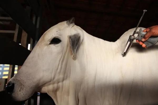Adapi realiza atendimento de notificação e descarta suspeita de Febre Aftosa no Piauí