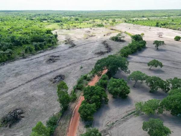 Desmatamento no Piauí avança e quatro municípios do estado lideram aumento na perda de vegetação