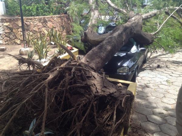 Veículos ficam destruídos depois de serem atingidos por árvore no Piauí
