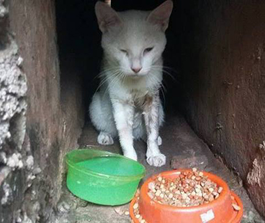 Professor registra BO e pede punição após ter gato envenenado