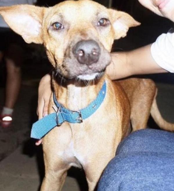 C&atilde;o chamado Piranh&atilde;o foi achado morto, com suspeita de envenenamento e morte &eacute; apurada.(Imagem:Arquivo pessoal)