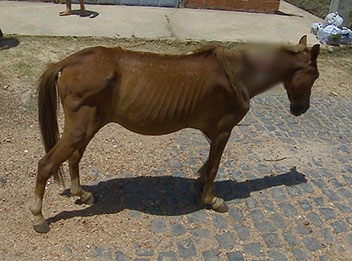 Cavalo é abandonado com profundo corte no pescoço e revolta moradores