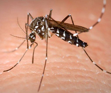 Dengue e Zika: 65 cidades estão em alerta para surto, aponta Saúde
