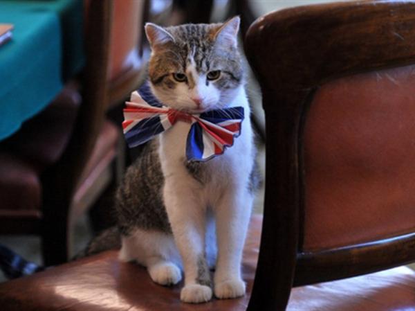 Larry foi 'contratado' pelo gabinete brit&acirc;nico para perseguir os ratos de Downing Street.(Imagem:AFP)