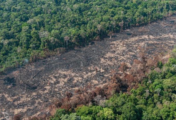 Segundo o INEP, desmatamento no Piauí cresceu 25% em dois anos