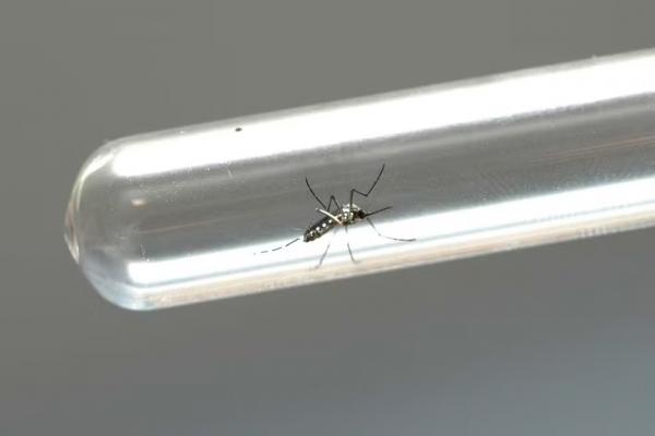 Piauí registra 4ª morte por dengue