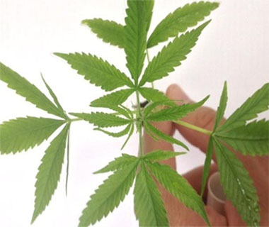 Aprovado cultivo da planta que dá origem à maconha